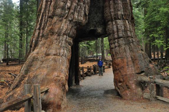 Túnel sob uma sequoia viva, no Mariposa Grove, no Yosemite National Park, na Califórnia, nos Estados Unidos